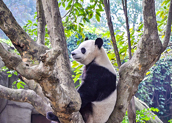 Giant Pandas at Beijing Zoo