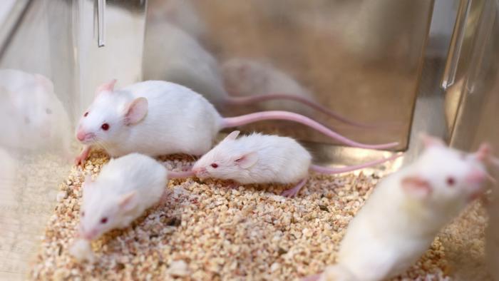 Mice being used in scientific research.